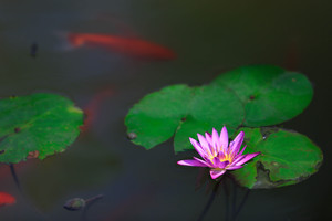 茶花泉-9020.jpg
